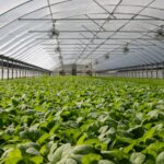 Explore a vibrant indoor greenhouse filled with fresh green plants ready for harvest.