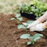 Close-up of gardener's hands planting seedlings in rich soil, promoting green gardening.
