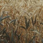 A vibrant wheat field basking in summer sunlight, showcasing ripe stalks ready for harvest.