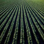 Aerial perspective of lush croplands in Santa Maria, California.